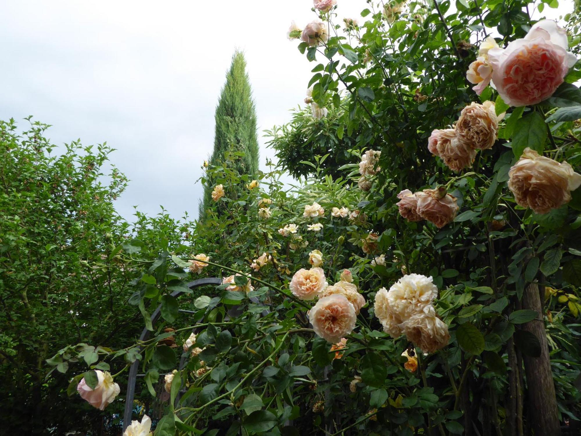 Pension Zur Rose ไวล์อัมไรน์ ภายนอก รูปภาพ