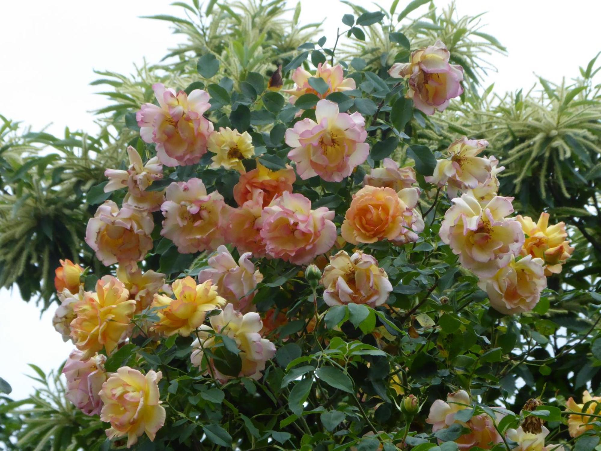 Pension Zur Rose ไวล์อัมไรน์ ภายนอก รูปภาพ